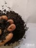 黑蚂蚁去哪里买多少钱一斤哪里能买到黑蚂蚁